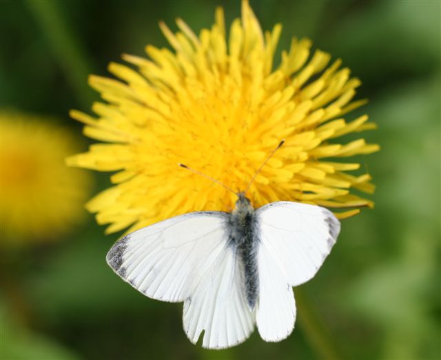 Pieris napi